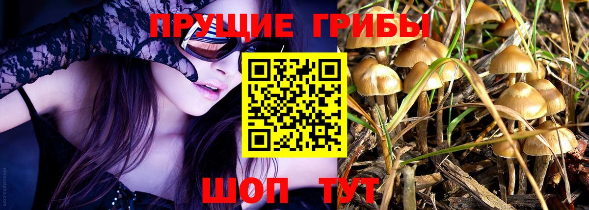 Галлюциногенные грибы Psilocybine cubensis Великий Устюг